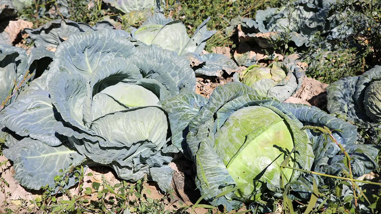 Geniş gri yeşil dış yaprakları arasında açık yeşil başları görünen Erciş lahanaları.